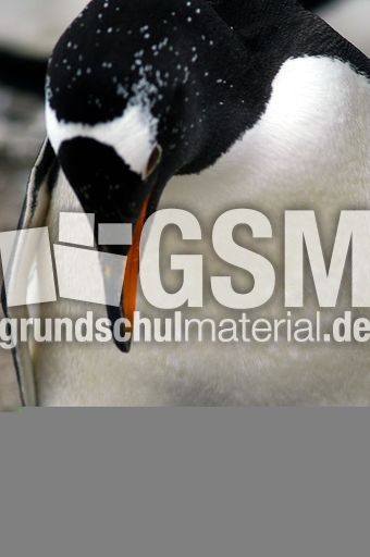 Eselspinguin (56 von 97).jpg